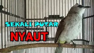 PANCINGAN TRUCUKAN GACOR ROPEL PANJANG | MASTERAN TRUCUKAN BAHAN SUPAYA CEPAT NYAUT BUNYI GACOR