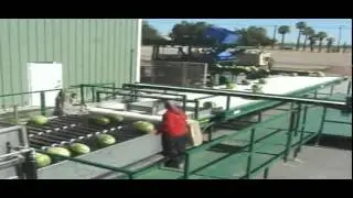 MAF RODA Watermelons