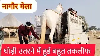 Nagaur pashu mela 2026 || नागौर पशु मेला 2026 || Nagaur Mela 2026 | नागौर मेला 2026 Hours mela #mela
