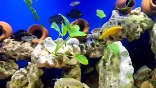 Compressiceps Muzi, Kasanga, Telmatochromis, Tretocephalus, Similis, Vittatus, Poso, Caudopanktotus