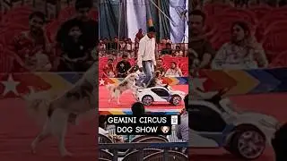 KOTA DUSSEHRA CIRCUS 🎪 DOG SHOW 🐕😍 #dog #circus #kota