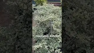 Terminalia plant