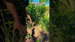 Fresh Ginger Harvest from Farm | Amazing Farming#shortsfeed #shorts
