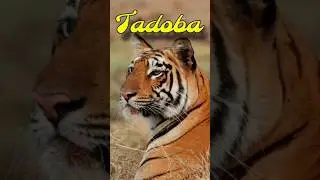 RARE Sightings: Tiger, Bear & Eagles in Tadoba Safari! #wildlife #travel #viral #animals #tadoba