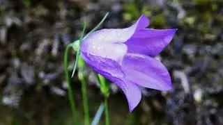 Common Harebell