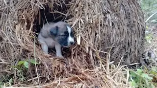Save the puppy from the haystack