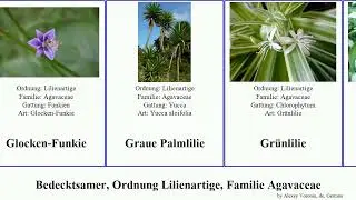 Bedecktsamer, Ordnung Lilienartige, Familie Agavaceae beschorneria angiosperms rigida undulata