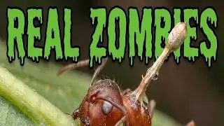 Why These Ants Always Die at Noon: The Death Grip Mystery