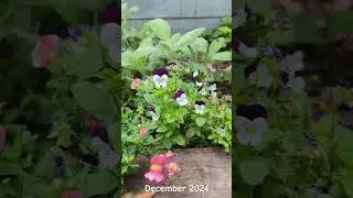 Organic Vegetable Garden in Summer in Sydney's temperate zone | Flowers, Herbs and Food | Australia