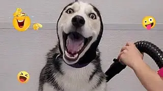 I Tried Not to Laugh&hellip; These Dogs Ruined It 😂🐶 | Funny Dogs 2026 #30