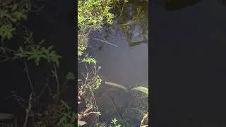 minnows being greedy and attacking a spinner