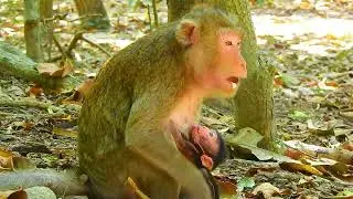 🔴LIVE Tiny Baby Monkey | Soft Hug, Warm Milk, Big Love 💞
