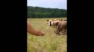 Lantliv del 6 - Smulor i mulen