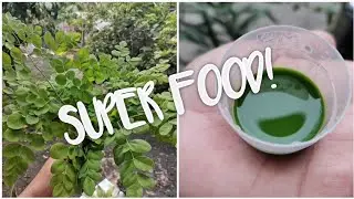 HOW TO GET EXTRACT FROM MALUNGGAY LEAVES | MORINGA OLEIFERA | DJOHANNA BANANA
