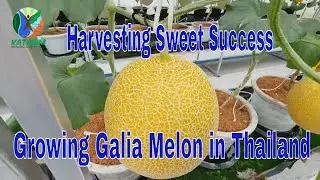 Harvesting Sweet Success, Growing Galia Melon in Thailand