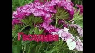 Житейская красота 20 jun 2016 lippa2