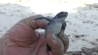 Wildlife Medics - Baby Turtles Rescue - Kenya