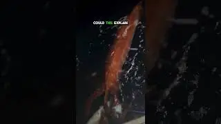 Rare Giant Squid Feeding at Surface | Unbelievable Deep-Sea Monster Encounter