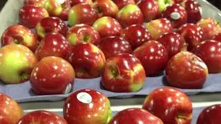 Ontario Apple Orchard and Packhouse Operations