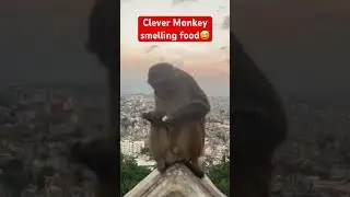 #fypシ゚ #fyp #asia #monkey #animals #nepal #europe #ktm