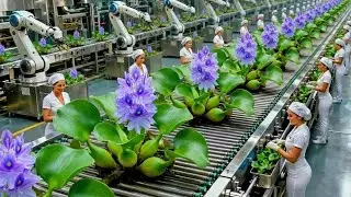 Inside the Modern Water Hyacinth Factory: Transforming Water Hyacinth Into Precious Works of Art