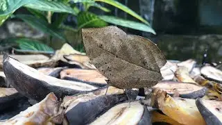4K | 🦋 Kuala Lumpur Butterfly Park |  Place to visit in Malaysia.