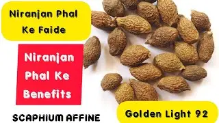 Niranjan Ka Phal Aur Uske Faide Benefits || Scaphium affine Benefits Medical Benefits