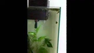Fluval Chi
