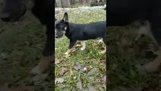 Озвучка . Нема грошей ! No money 🤑#problem #dog #money #mydog #see #good #ukraine #america