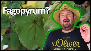 Der Baumspinat  | Flol