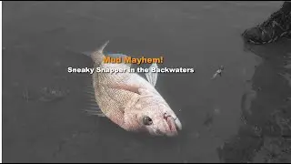 Mud Mayhem! Monster Snapper in the Backwaters