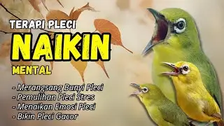 Terapi Naikan Mental Pleci dan Bikin Gacor