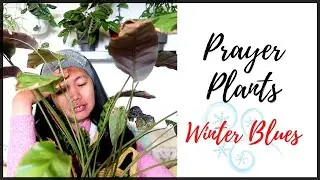 MY CALATHEA ORNATA, MAGICSTAR, ALBERTII AND LANCIFOLIA ARE DYING THIS WINTER | Myra Murison