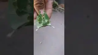 LOOKS LIKE A LEAF, CRAWLING INSECT