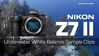 Nikon Z7 II Underwater White Balance Video Color Test