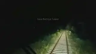 Asian Elephant cross the railway track at the night Train Stopped