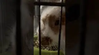 Butters getting her daily scoop. Oats, Black Oil Sunflower Seeds, Oxbow Pellets.