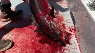 Onboard HIGHLINER SPORTFISHING Bluefin Tuna and Yellowtail BITERRRRRSS !!
