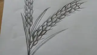 How to draw wheat . draw wheat tree step by step. tricks art. ধান গাছ।