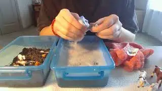 Science and Sensory: spring sensory bin!