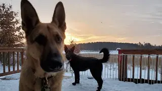 Vlogmas 2019 | German Shepherd | Winter Sunrise Over Frozen Lake