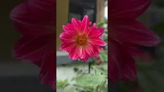 पहाड़ी फूलोका मौसम 🌸🌿🌥️📌📷#naturephotography #flowerchannel #foryou #viralvideo