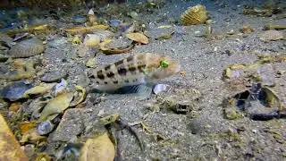 Bank Sea Bass
