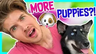 WILL LARK HAVE PUPPIES?!