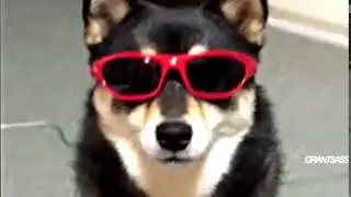shibes
