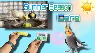 How To Care Cockatiel birds for summer season☀️ | All Exotic birds summer season Care |