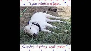 gauri one year transformation #one year #cow