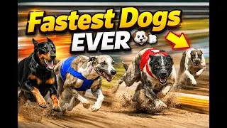 Top 10 Fastest Dogs in the World 🐕⚡