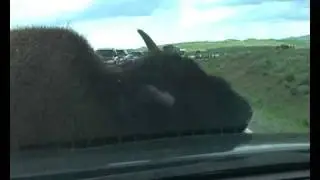 Buffalo attack on our car in Yellowstone....hehe