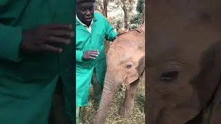 World Elephant Day Nursery Livestream | Sheldrick Wildlife Trust